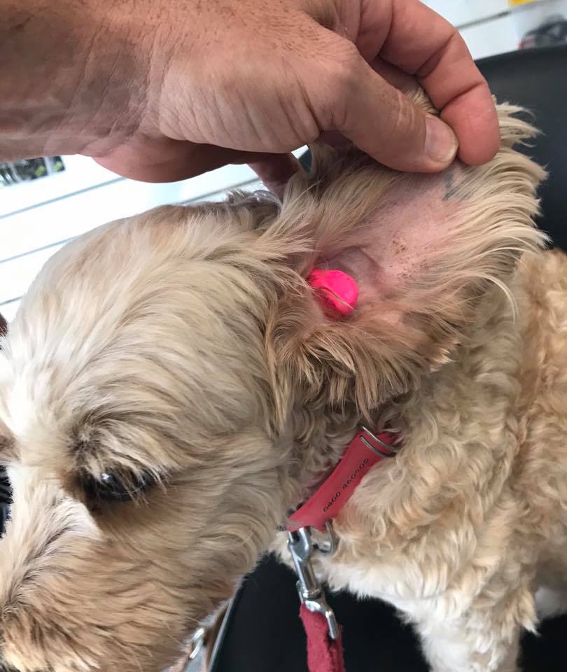 Earplugs custom made  for your dog from $150. In stock Appointment required for fitting