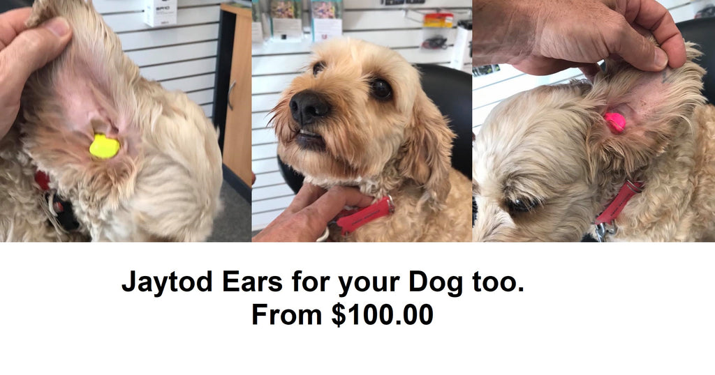 Earplugs custom made  for your dog from $100. In stock Appointment required for fitting